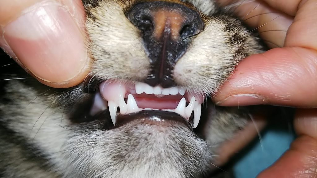 猫の犬歯が生え変わる途中