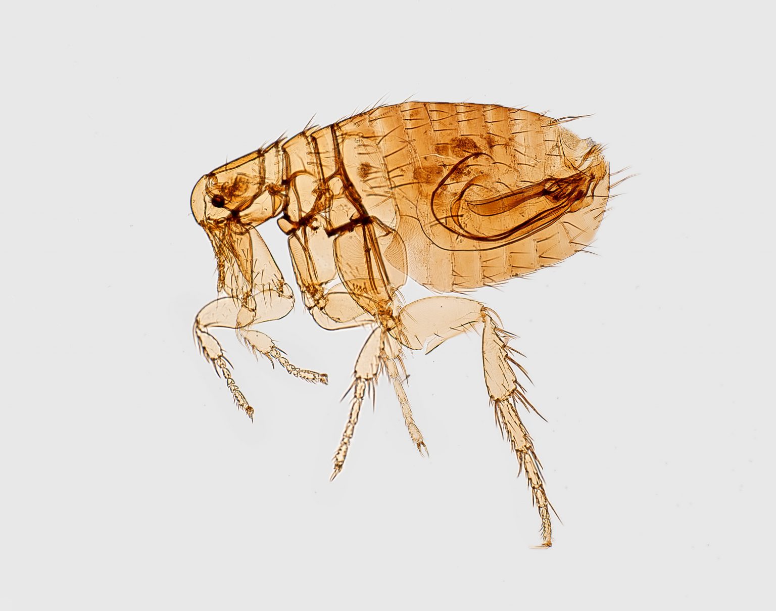 【敵を知る】ノミの卵を採取して成虫の過程を観察する | あやコマ日記
