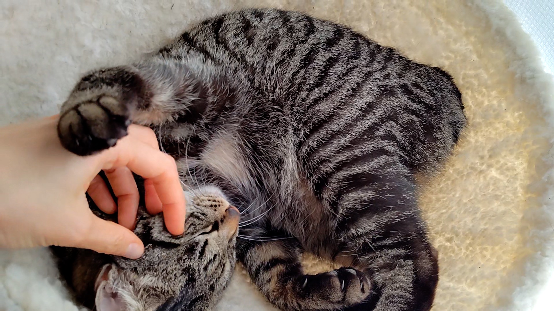猫の体臭 猫のにおいで分かる行動や健康状態 が悪いと体臭が出る あやコマ日記