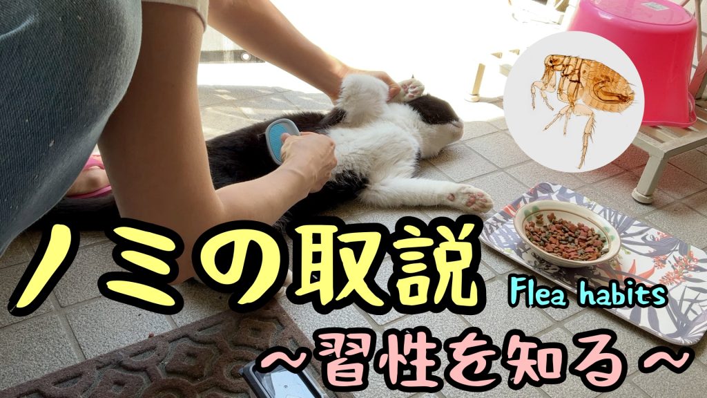 【まとめ】ノミの一生 -卵、幼虫、サナギ、成虫までの過程-【観察】 | あやコマ日記