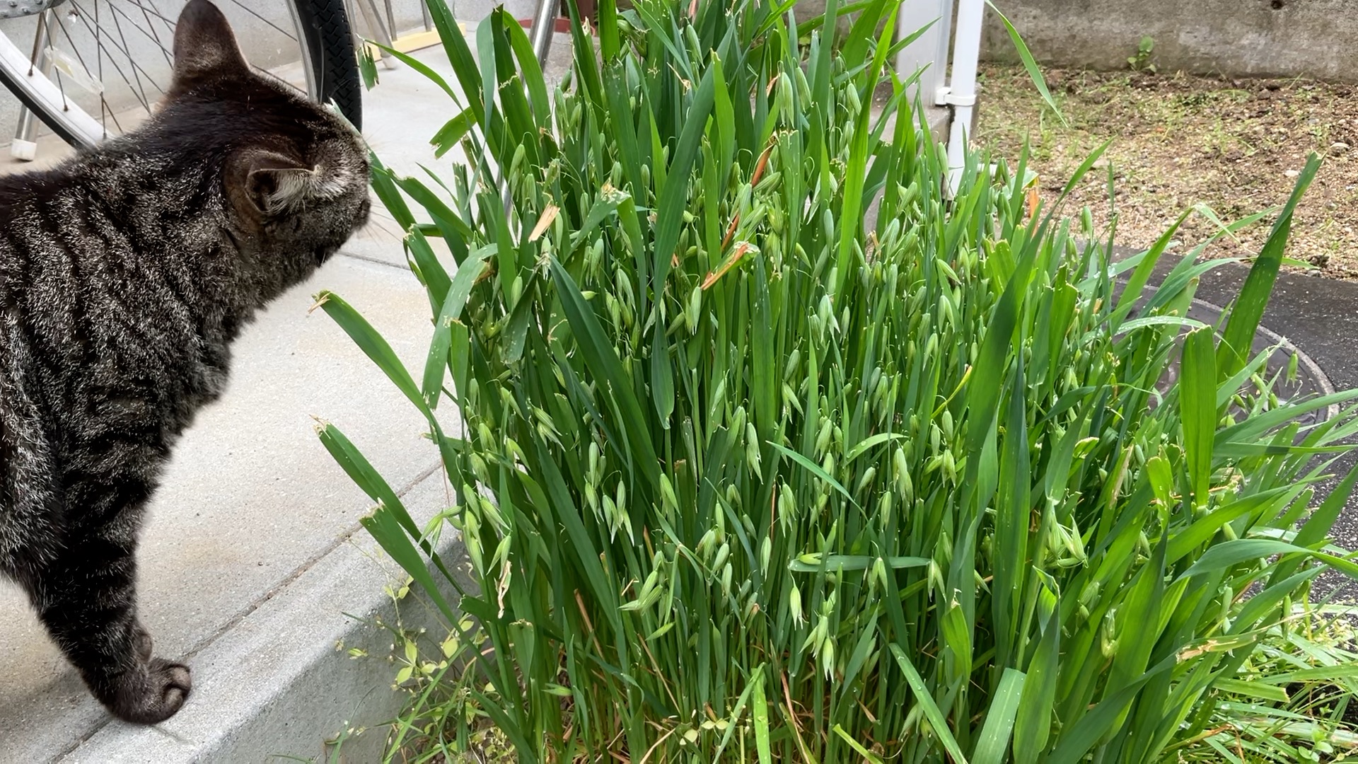 猫草がオートミールに？！成長した猫草を収穫してオートミールができるまで | あやコマ日記